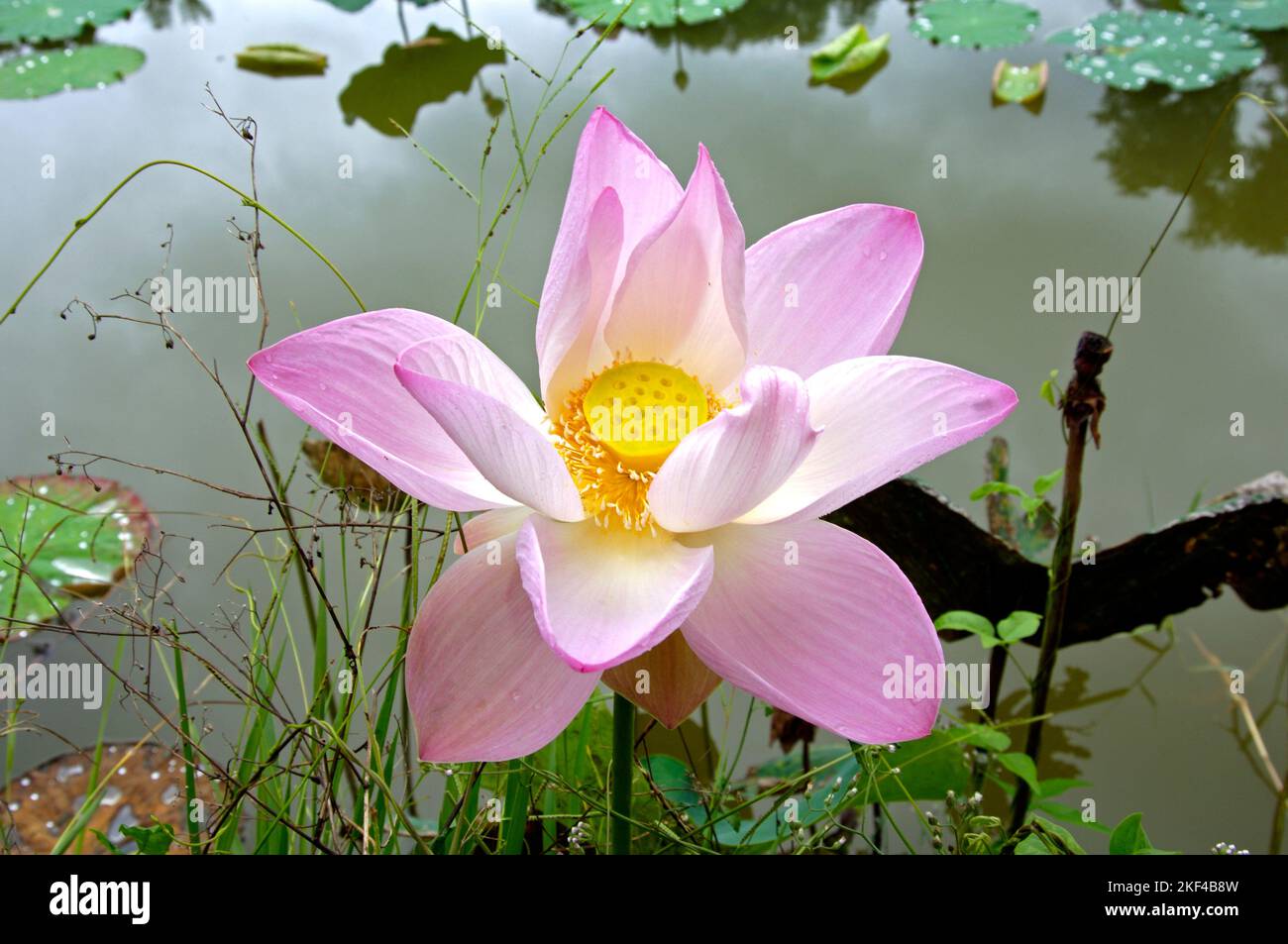 Lotusblumen, Lotusblume, Blüte, (Nelumbo nucifera), ) Foto Stock