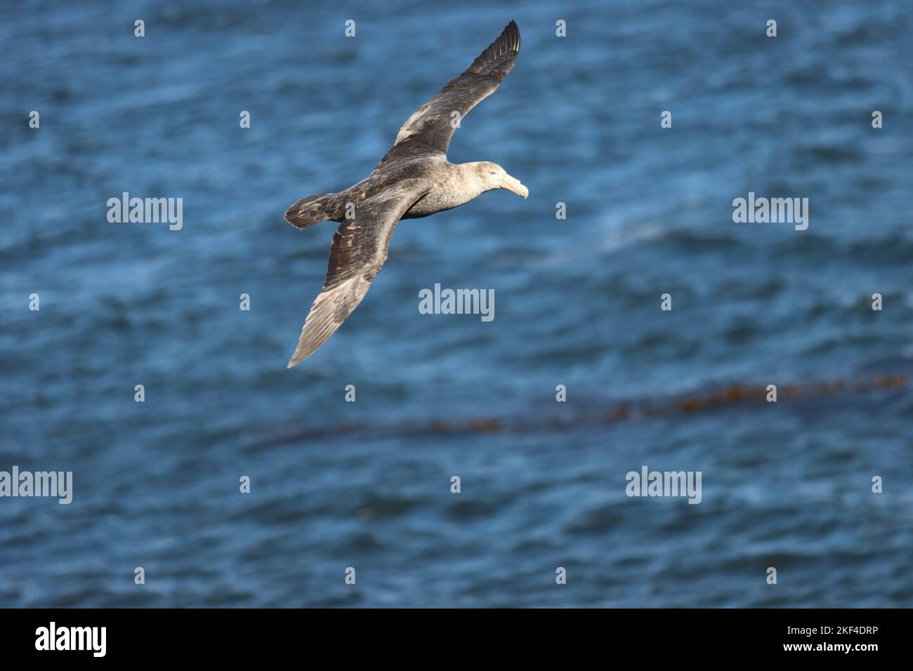 Ushuaia, Tierra del Fuego, Enero 2022. Uccelli di mare che volano nel canale di Beagle Foto Stock