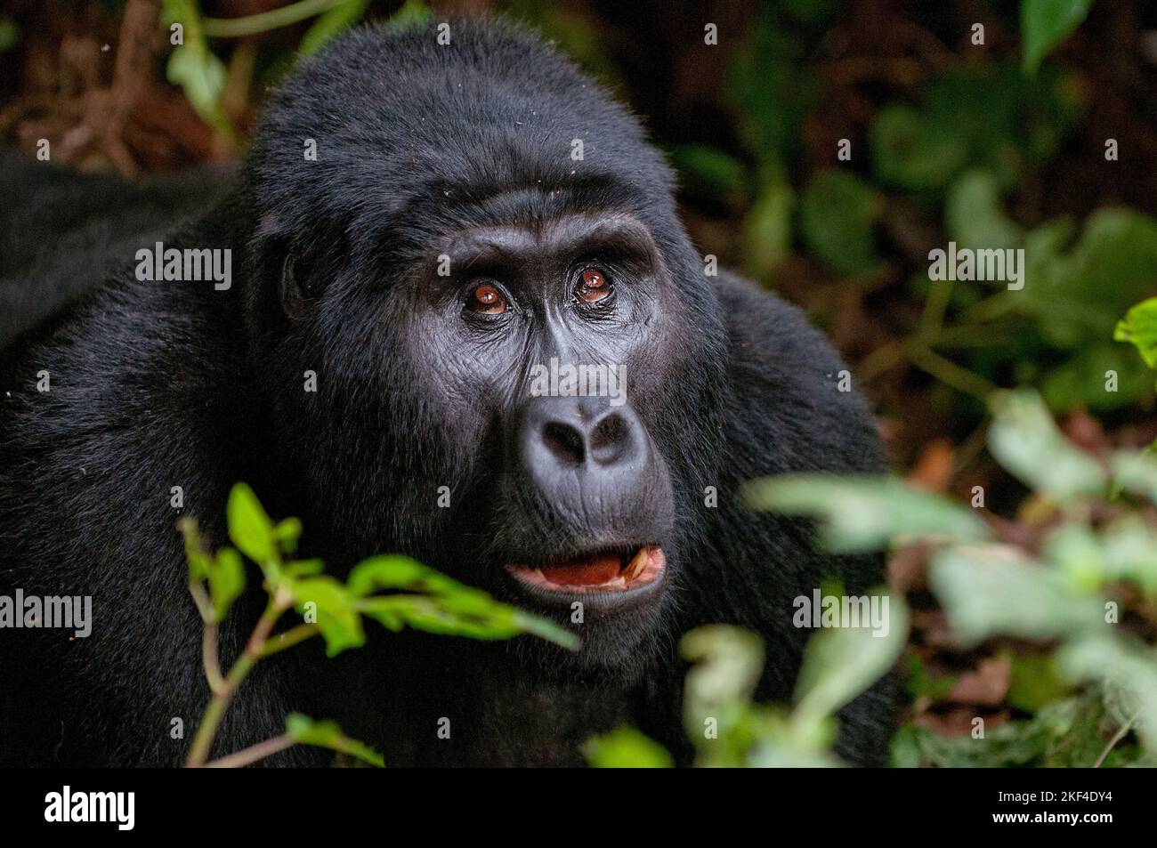 Afrika, Berggorilla, Gorilla, Porträt, montagna Gorilla (Gorilla berengei berengei) Primaten, Menschenaffe, Parco Nazionale Bwindi impenetrabile, Uganda Foto Stock