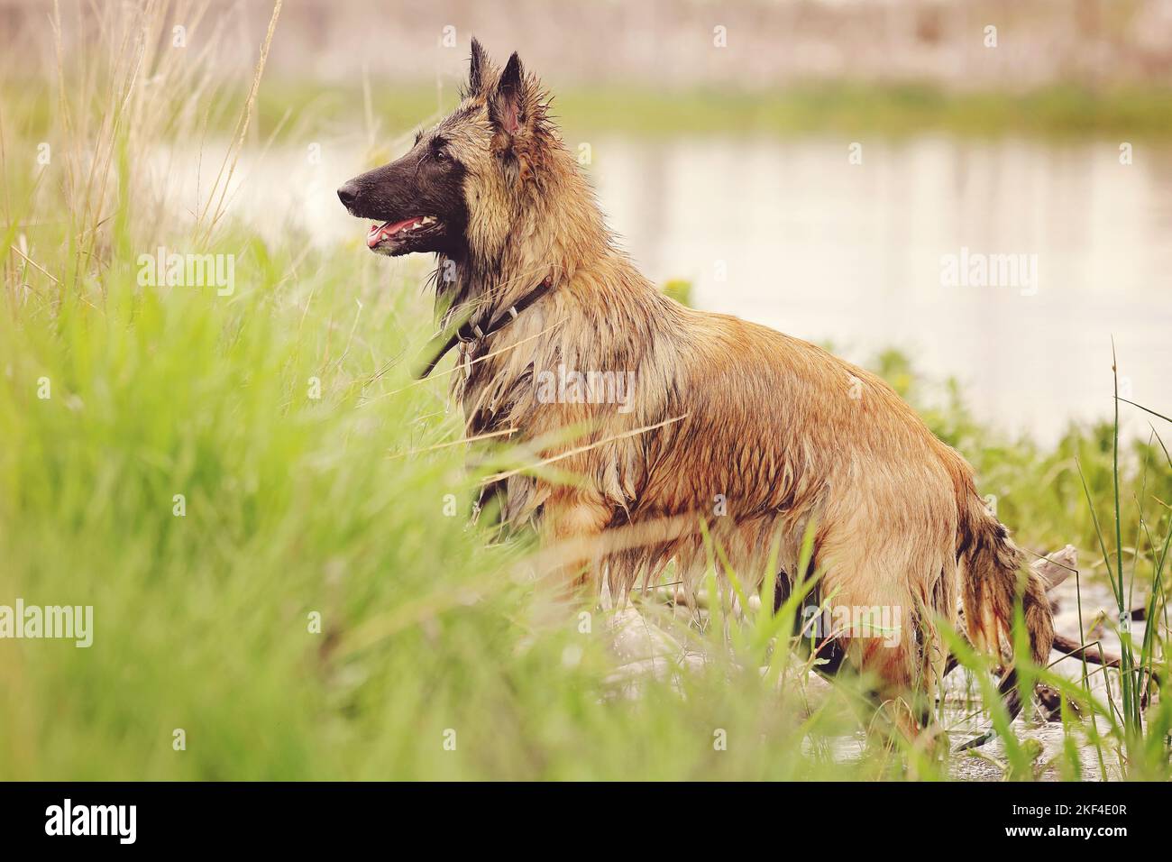 Pastore belga Tervuren in piedi sul bordo del lago, in attesa che la sua palla sia gettata. Foto Stock