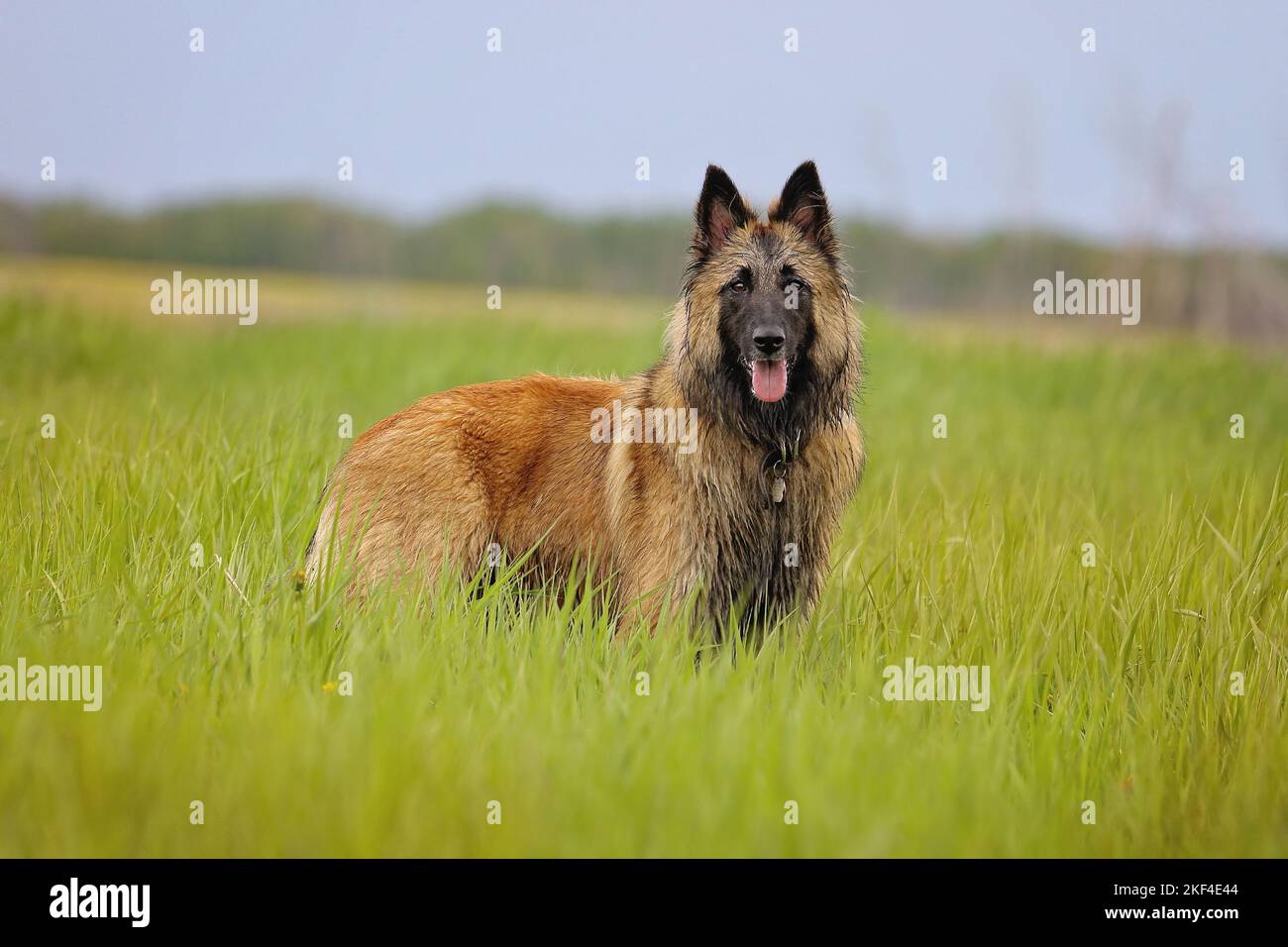 Pastore belga Tervuren in piedi nell'erba lunga, guardando la telecamera. Foto Stock