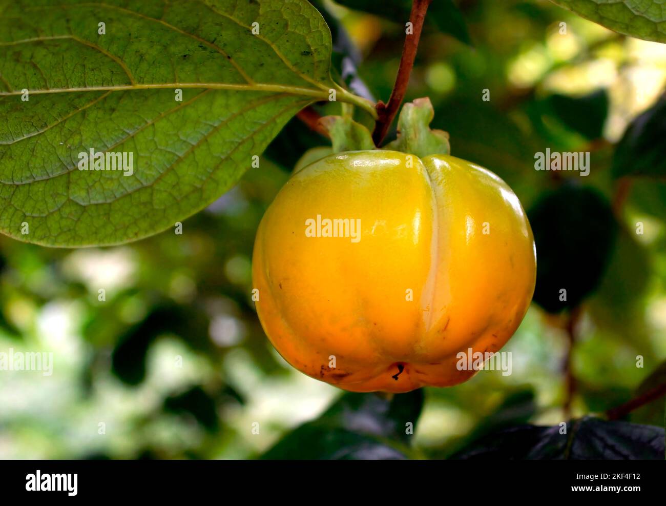 Arancio di eine Kaki Frucht am Baum. Kakipflaume, chinesische Quitte, Kakibaum, (Diospyros kaki), Asien, Ebenholzgewächs, Foto Stock