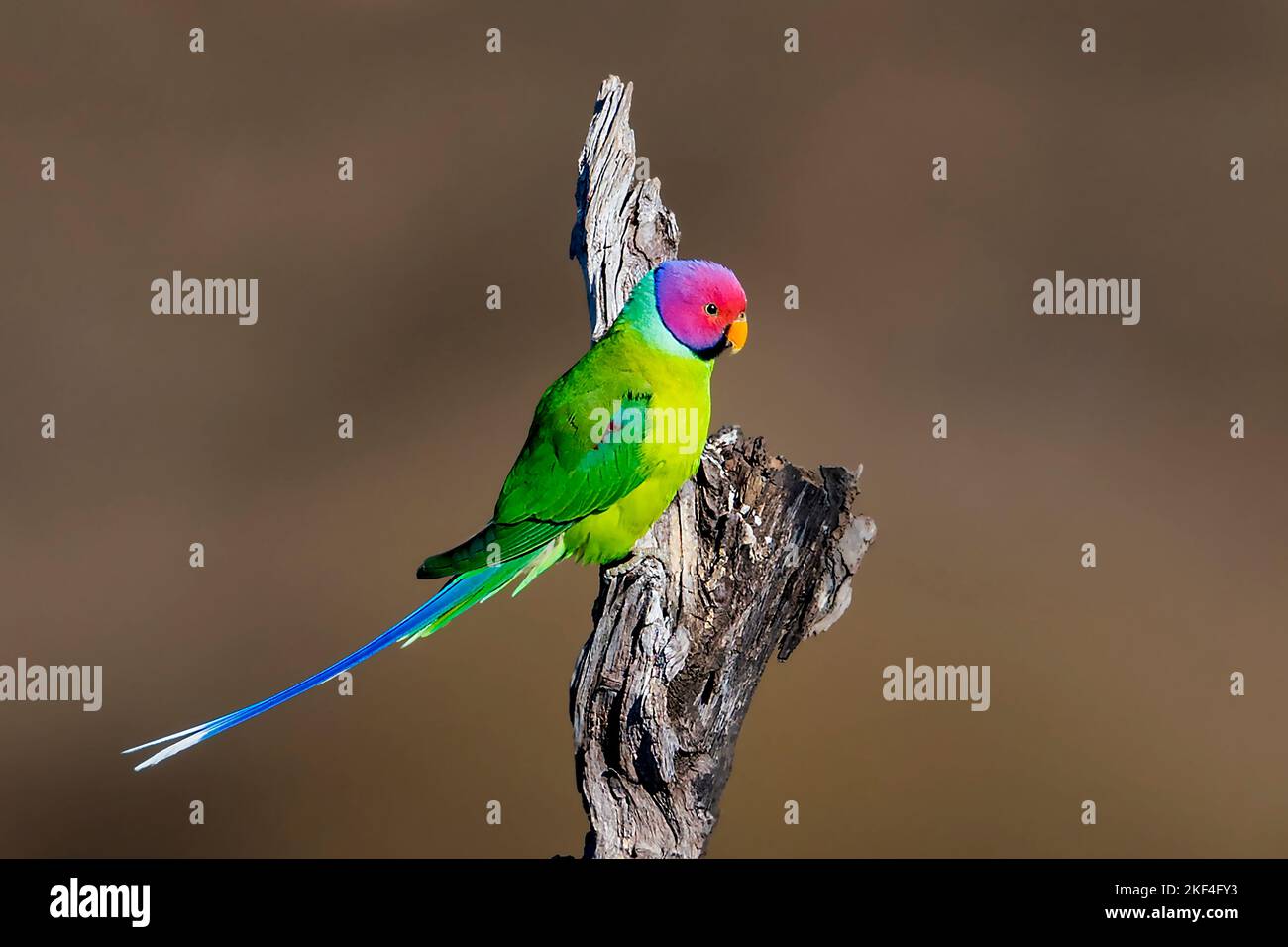 Pflaumenkopfsittich, (Psittacula cyanocephala), Parco Nazionale di Pench, Madhya Pradesh, India. Tier, Tiere, Vogel, Voegel, Vögel, Sittiche, Sittich, Sitz Foto Stock