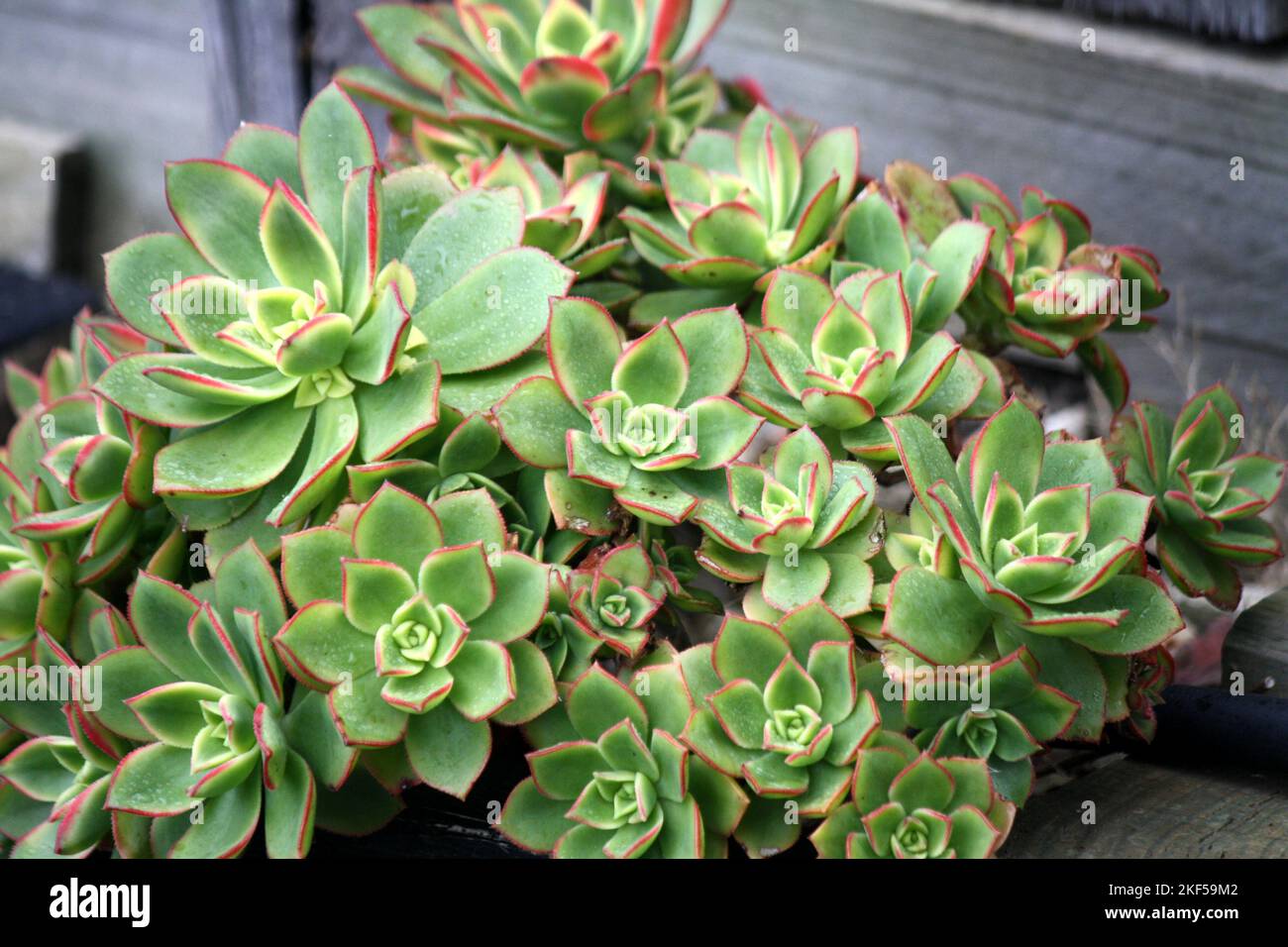 Aeonium Kiwi (Aeonium haworthii 'Kiwi') con rosetta variegata : (pix SShukla) Foto Stock