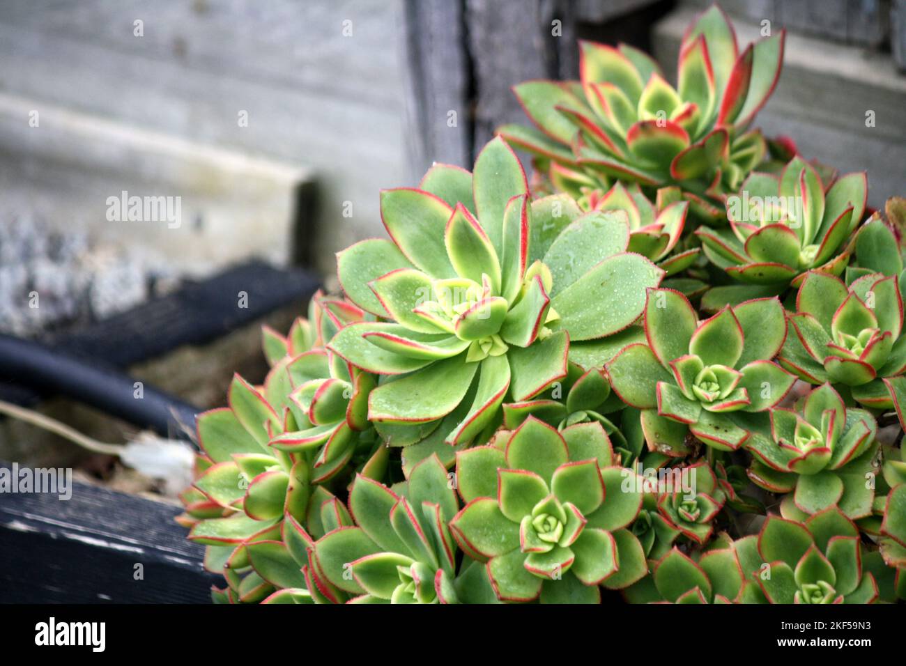 Aeonium Kiwi (Aeonium haworthii 'Kiwi') con rosetta variegata : (pix SShukla) Foto Stock