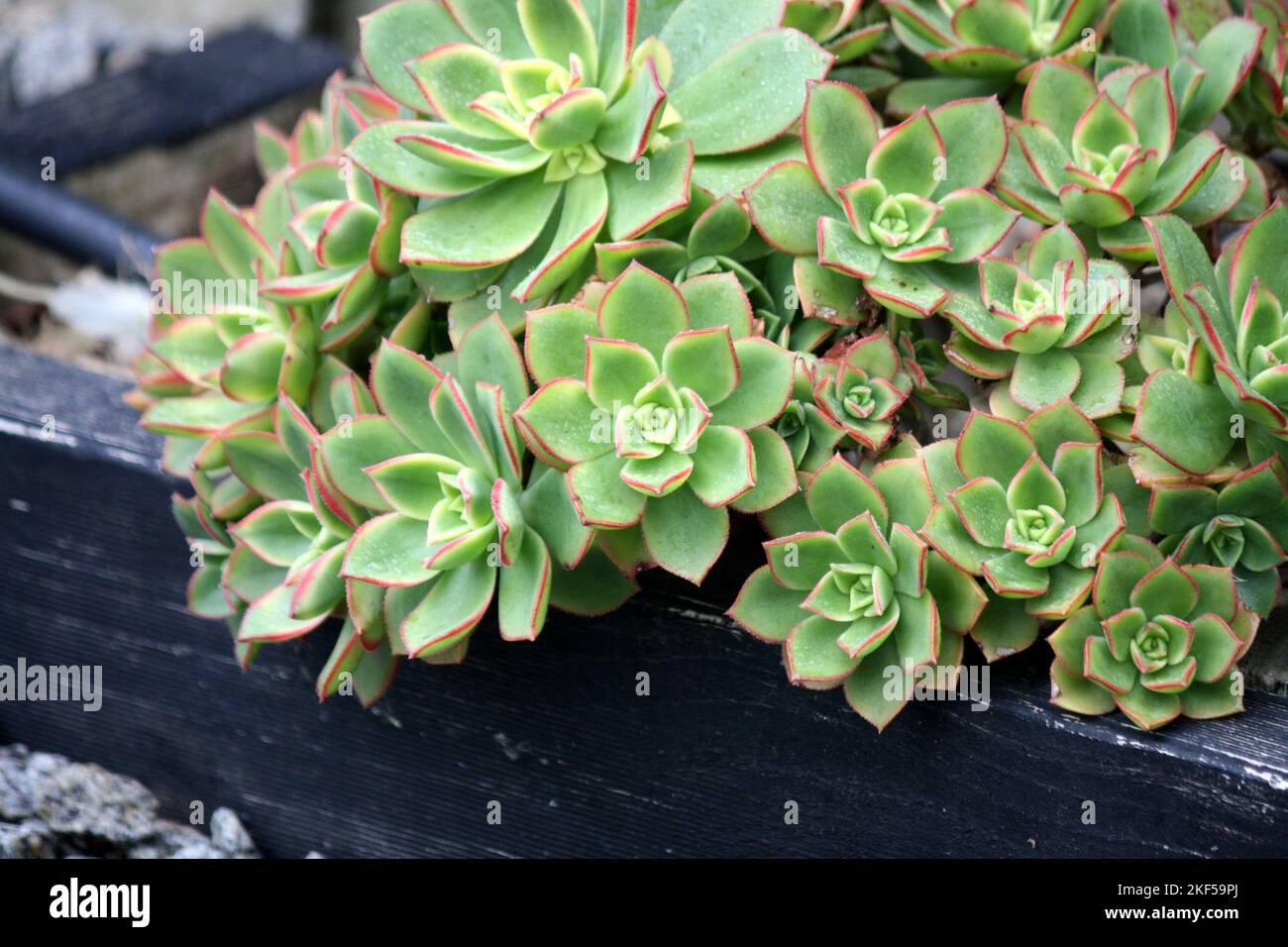 Aeonium Kiwi (Aeonium haworthii 'Kiwi') con rosetta variegata : (pix SShukla) Foto Stock