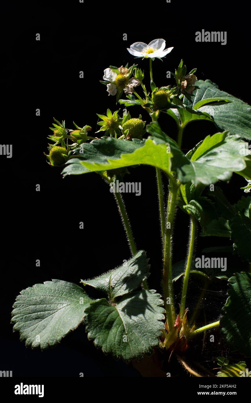 pianta di fragola in fiore ancora vita su sfondo nero Foto Stock