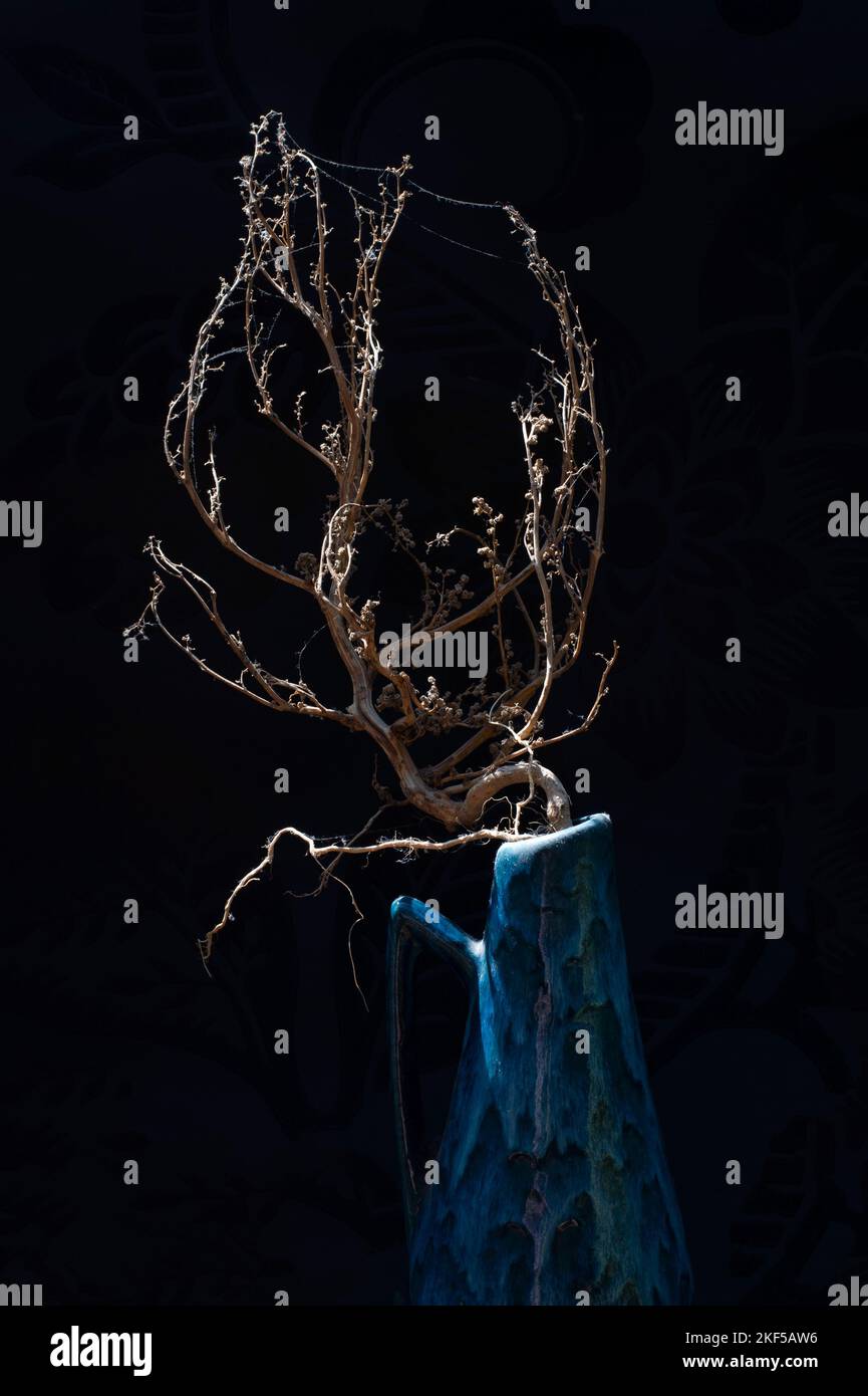 ancora vita di pianta morta con ciottoli in un vaso blu su sfondo nero Foto Stock