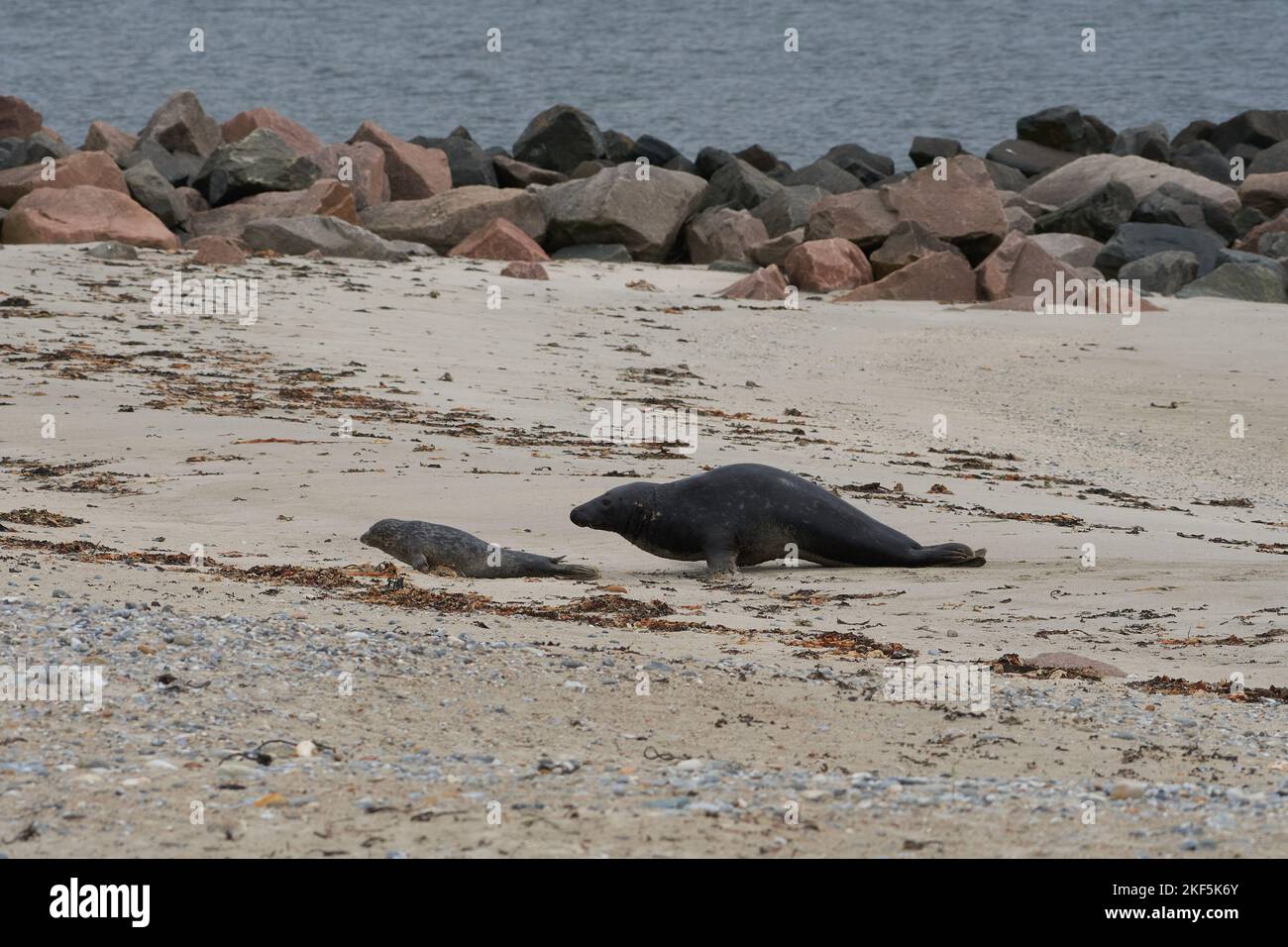 Grypus di Halichoerus, Kegelrobbe Bulle jagt Jungtier, toro di foca grigio che caccia a juvenil Foto Stock