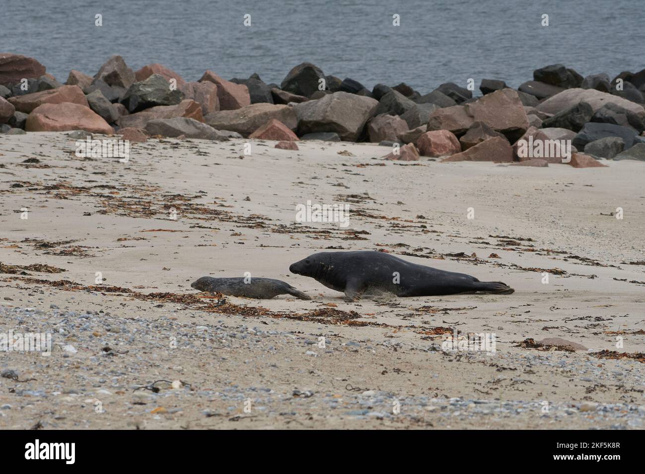 Grypus di Halichoerus, Kegelrobbe Bulle jagt Jungtier, toro di foca grigio che caccia a juvenil Foto Stock