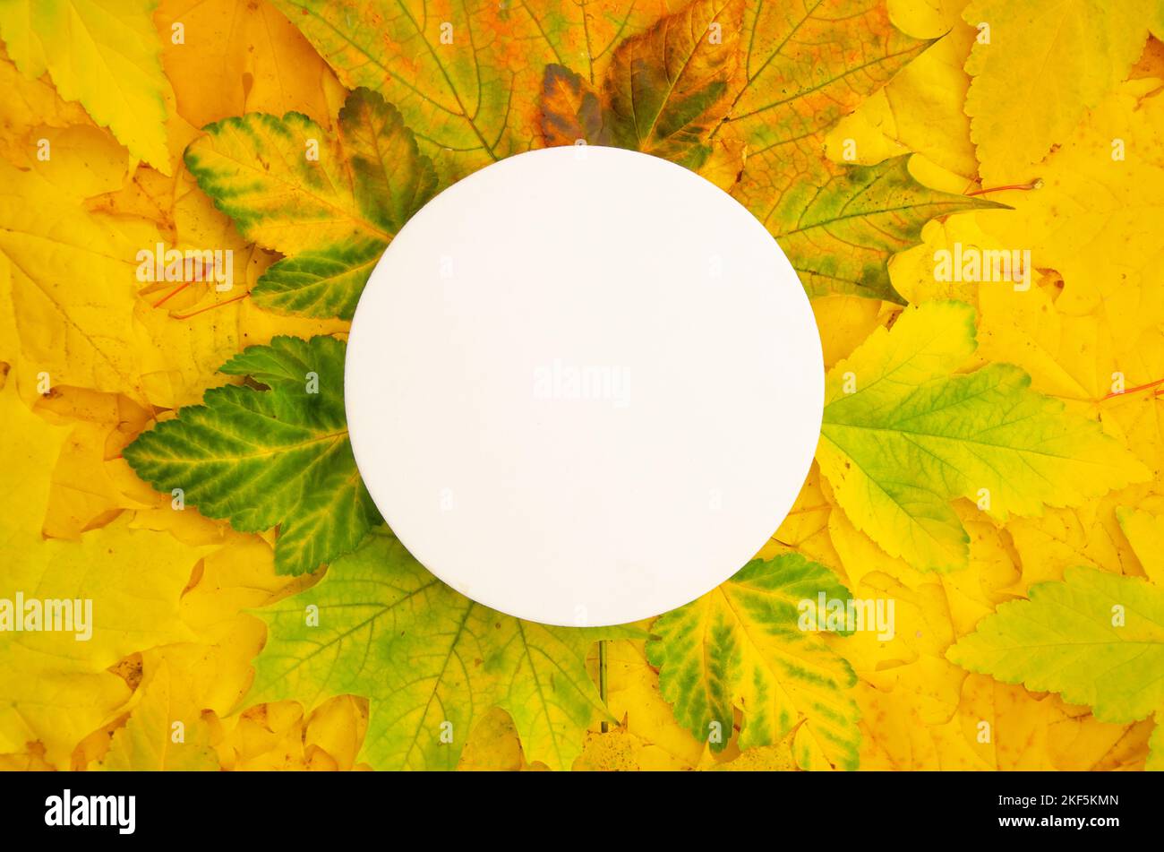 Piatto bianco rotondo su giallo acero fogliame sfondo copyspace. Сircle incorniciato da foglie - per logo, testo, monogramma di nozze Foto Stock