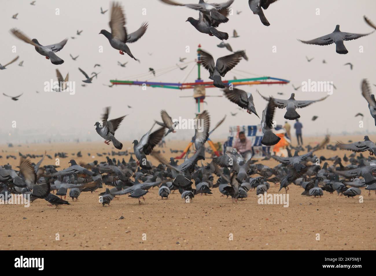 Le colombe o i piccioni stanno volando nella marina Beach Chennai. Foto Stock
