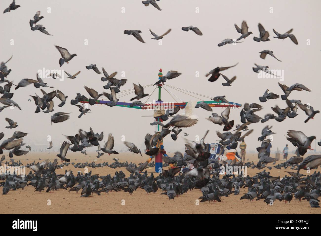Le colombe o i piccioni stanno volando nella marina Beach Chennai. Foto Stock