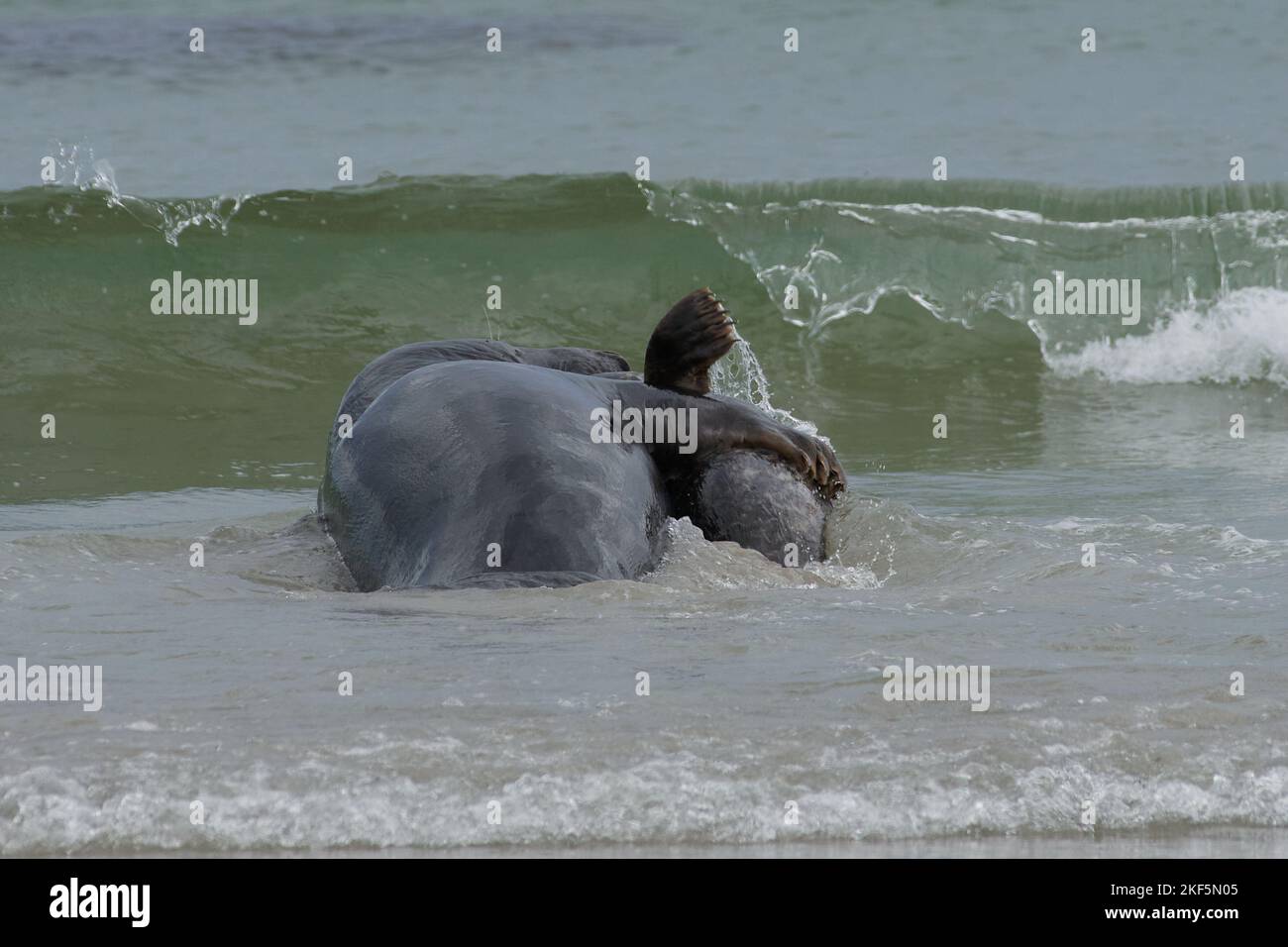 Grypus di Halichoerus, Kegelrobbe Bulle erbeutet Jungtier, toro di foca grigio che cattura un juvenil Foto Stock