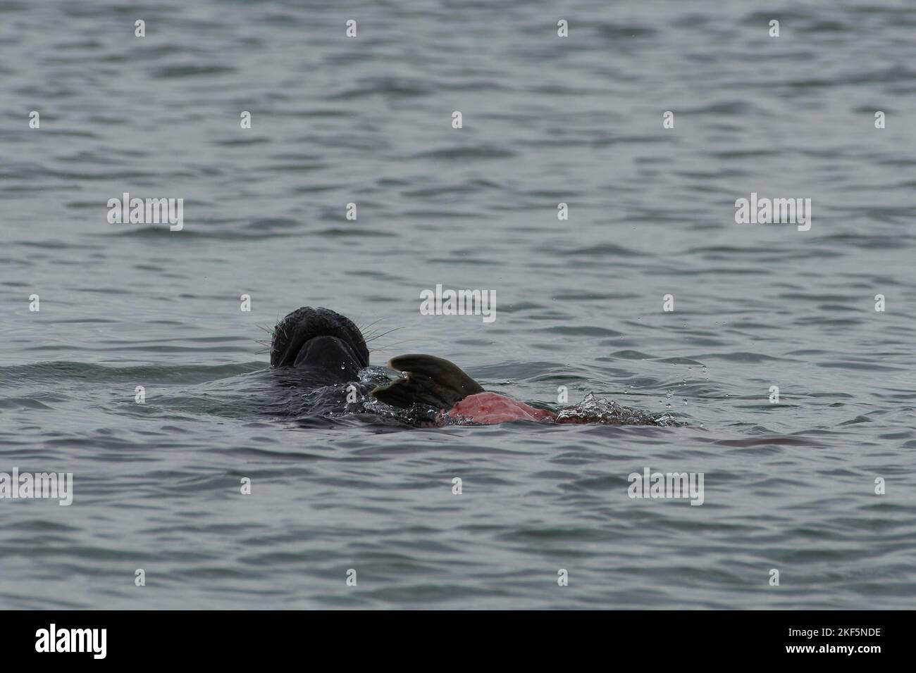 Halichoerus grypus, Kegelrobbe Bulle frißt erbeutetes Jungtier, toro di foca grigio che si nutrono su un juvenil Foto Stock
