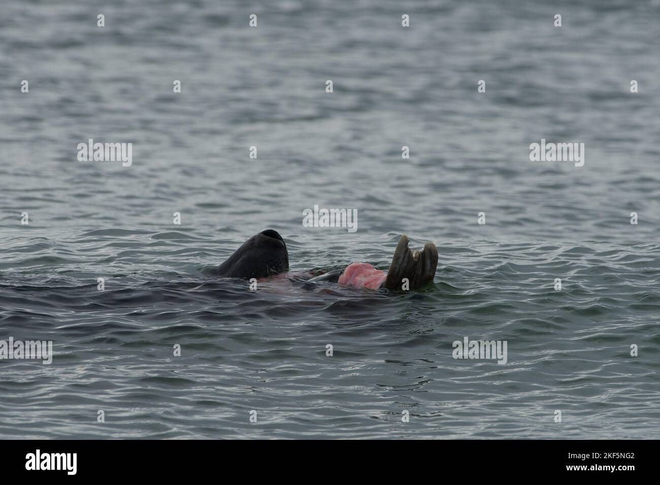 Halichoerus grypus, Kegelrobbe Bulle frißt erbeutetes Jungtier, toro di foca grigio che si nutrono su un juvenil Foto Stock