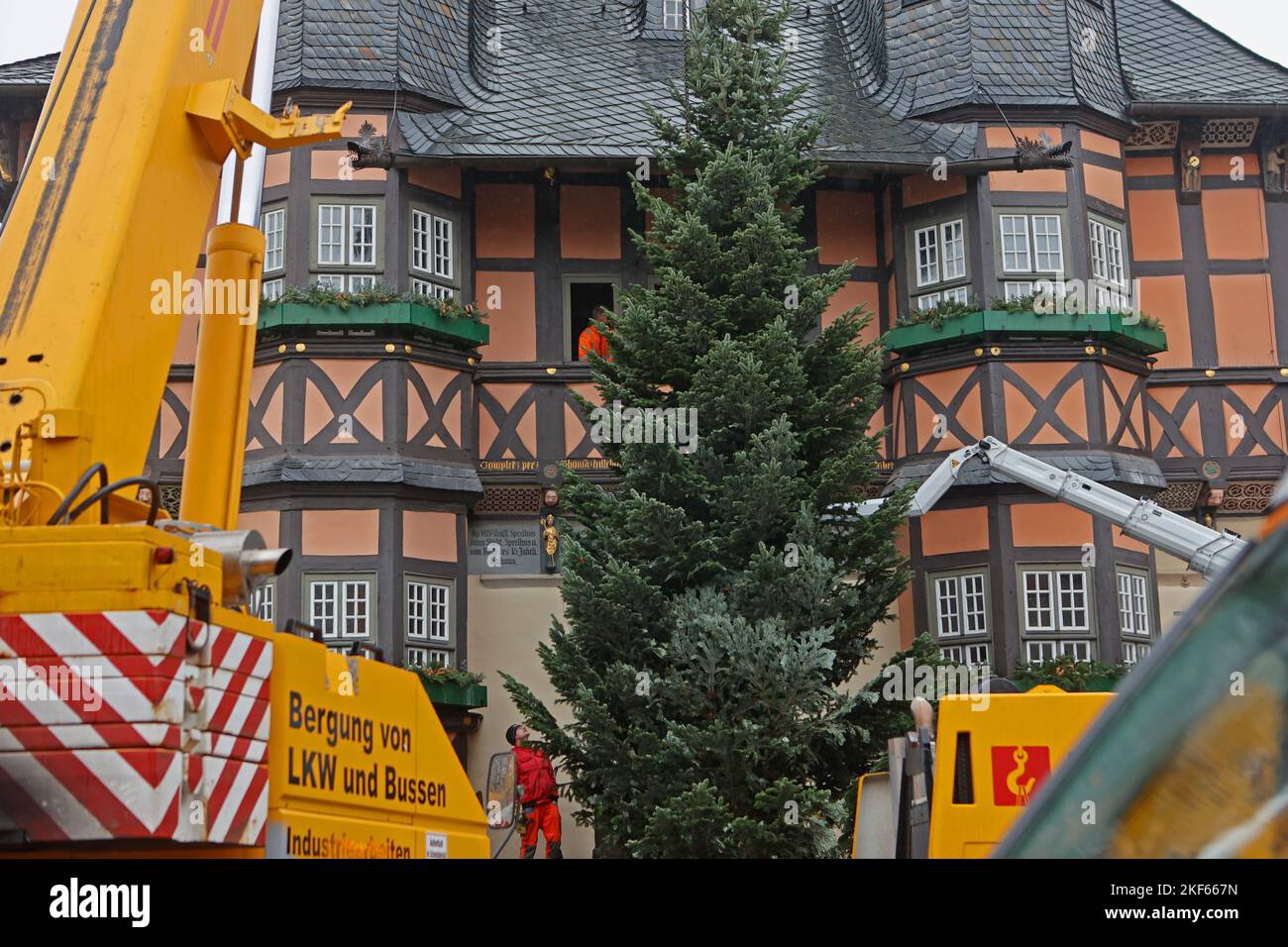 Wernigerode, Germania. 16th Nov 2022. Una gru erige un abete Nordmann alto circa 13 metri al mercatino di Natale di Wernigerode. L'albero illuminerà il mercato il 25 novembre 2022 per l'apertura del mercato di Natale della città di Harz. Credit: Matthias Bein/dpa/Alamy Live News Foto Stock