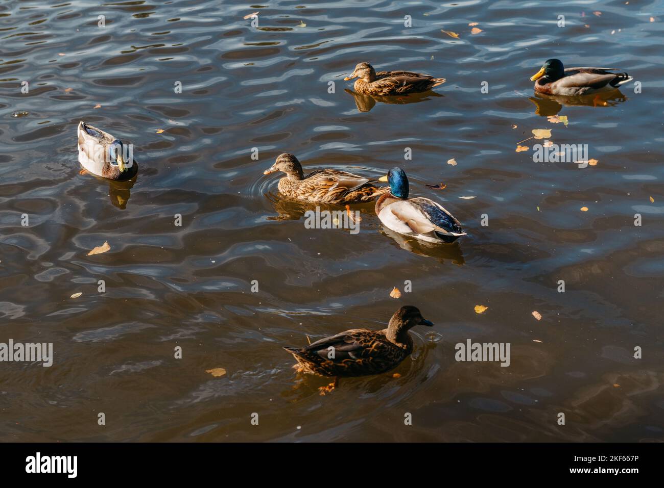 Anatre sul lago nel parco. Parco in autunno. Alberi autunnali. Anatre selvatiche si riflettono nel lago. Piume di uccello multicolore. Uno stagno con selvaggio Foto Stock