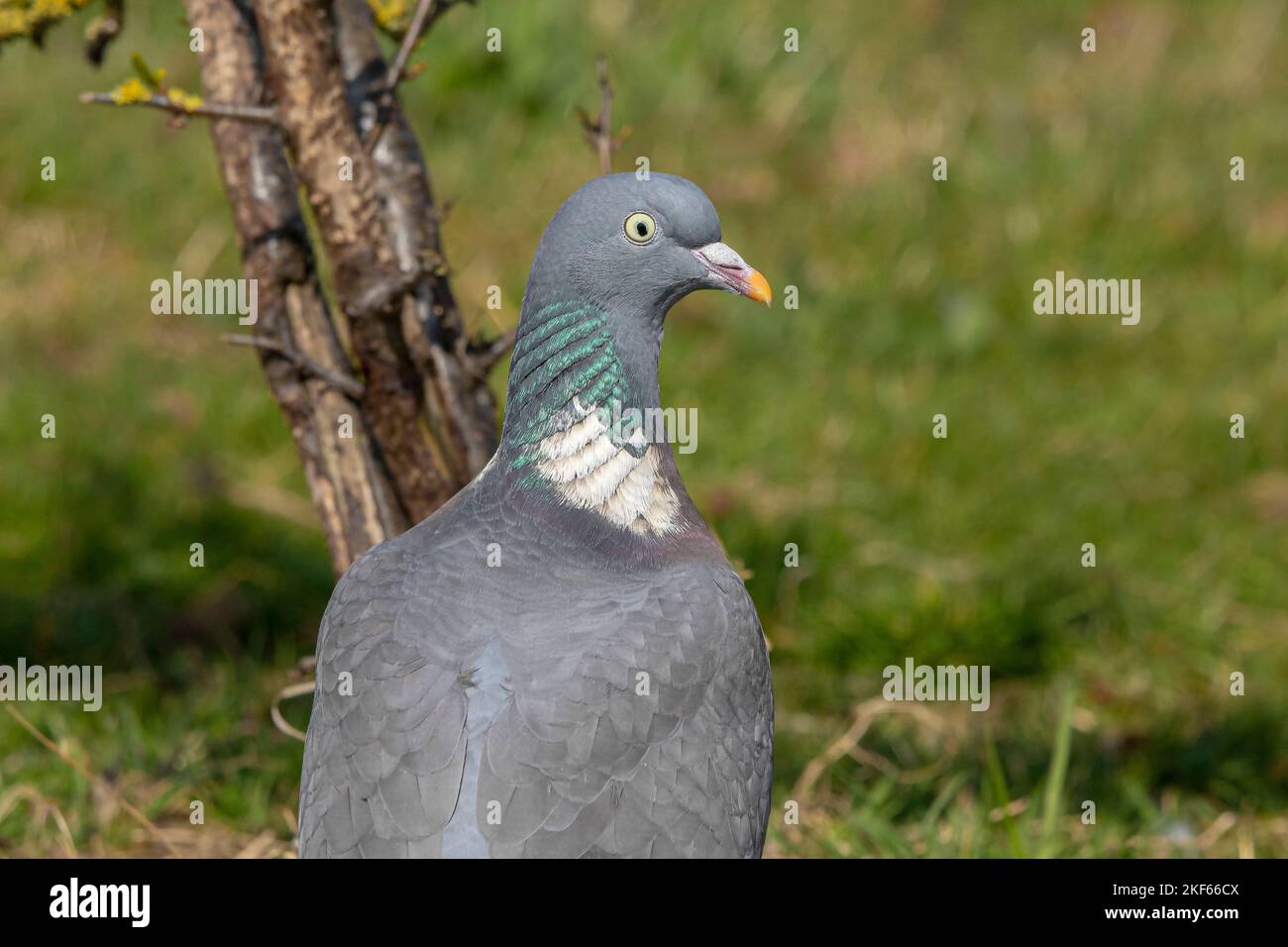 Woodpigeon Columba palumbus Foto Stock