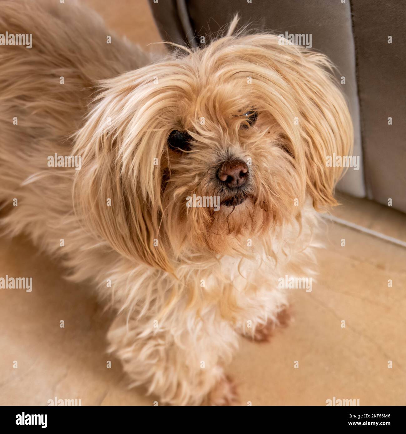 piccoli supporti per cani soffici per scattare foto Foto Stock