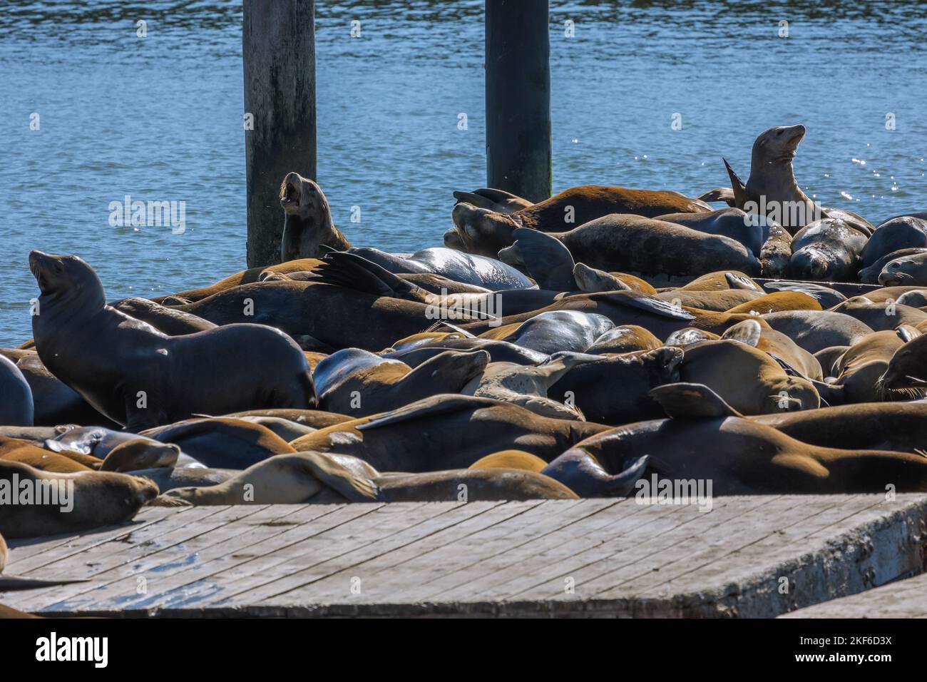 I famosi leoni marini sul molo galleggiante in legno di San Francisco attraccano al molo 39 del Fishermans Wharf Foto Stock