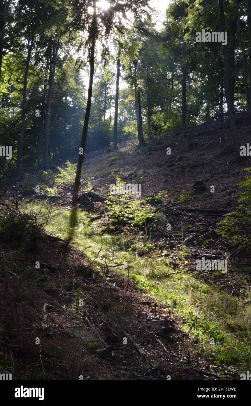 Pfaelzer Wald palatinato Foresta Estate raggi del sole Foto Stock