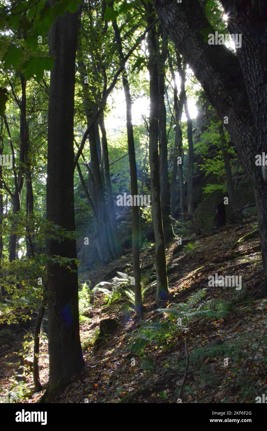 Pfaelzer Wald palatinato Foresta Estate raggi del sole Foto Stock