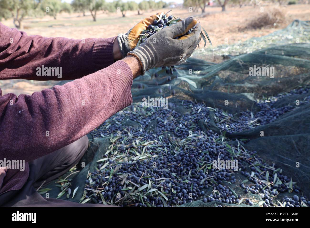 Missata, Libia. 16th Nov 2022. Salem Lega, un contadino mostra la sua manciata di olive che ha raccolto utilizzando il moderno dispositivo meccanico. L'azienda agricola Suwehli alla periferia di Merrata è costituita da una moderna attrezzatura per la raccolta delle olive acquistata dall'Italia ed è considerata l'unica attrezzatura del suo genere nel paese. La macchina è in grado di raccogliere da 80 a 100 unità al giorno, ciascuna con un peso di circa 16 kg, molto migliore rispetto alla raccolta manuale comunemente utilizzata dagli operatori agricoli. (Foto di Islam Alatrash/SOPA Images/Sipa USA) Credit: Sipa USA/Alamy Live News Foto Stock