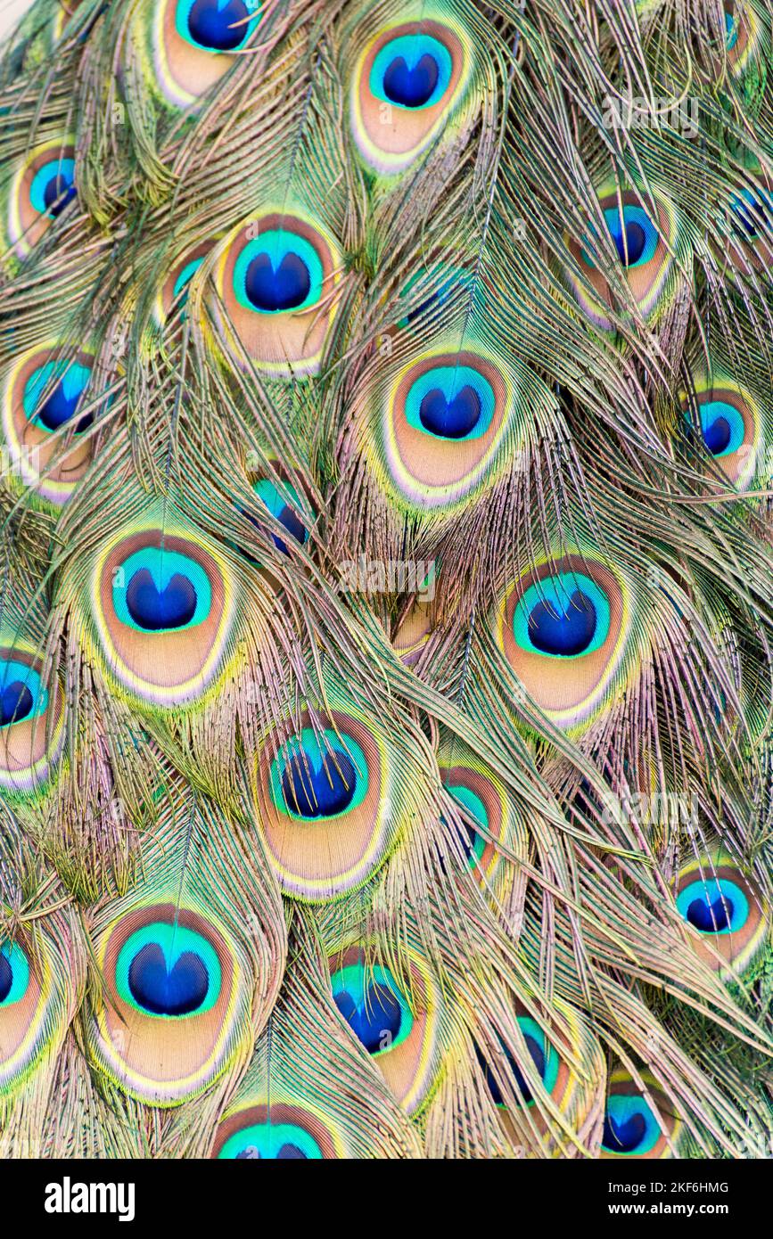 Peacock's piume dettagli presso la riserva naturale di Rodolfo Taliche a Trinidad, Flores, Uruguay. Foto Stock