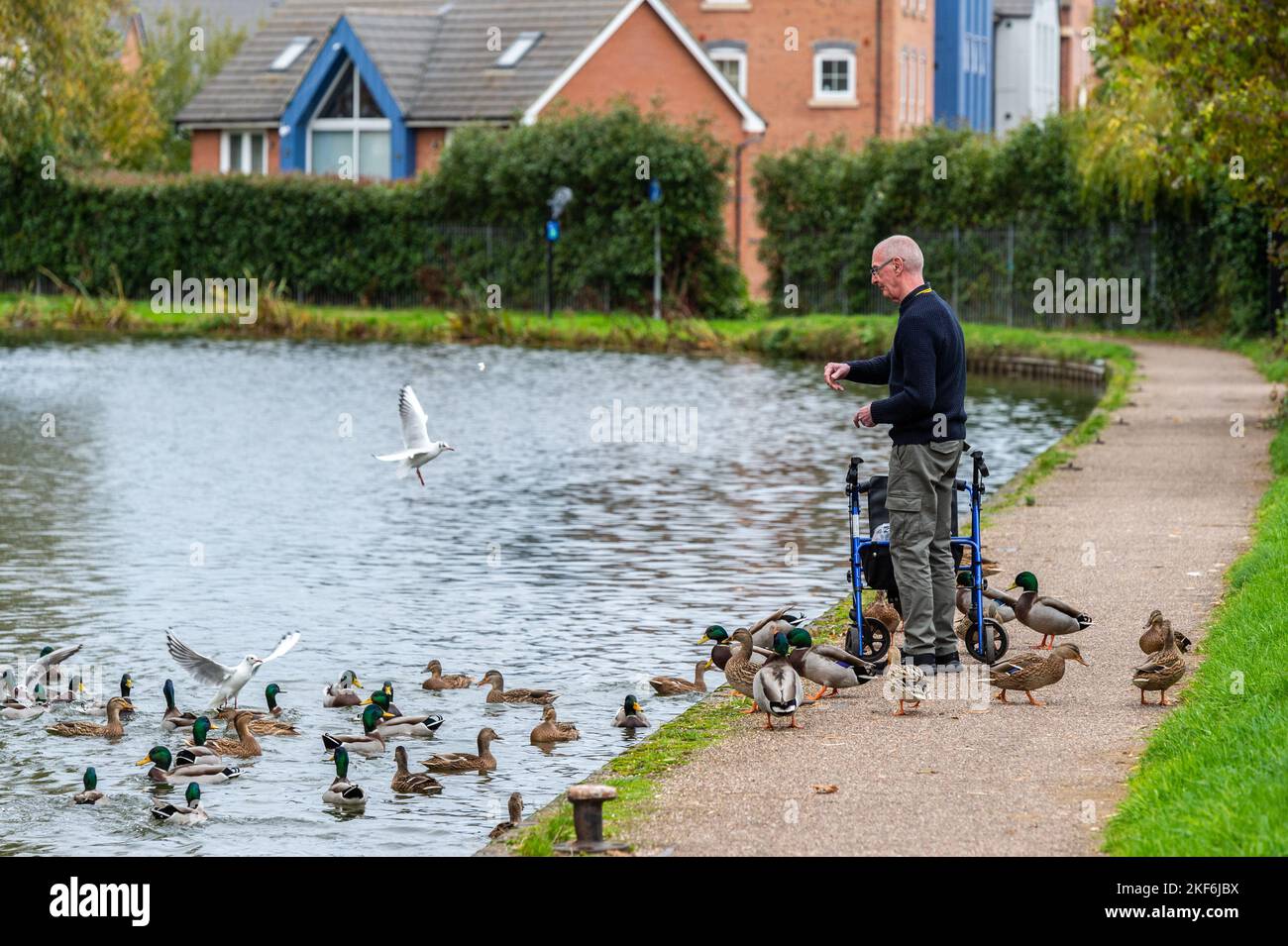 L'uomo che alimenta le anatre sul canale di Coventry, Coventry, West Midlands, Regno Unito. Foto Stock