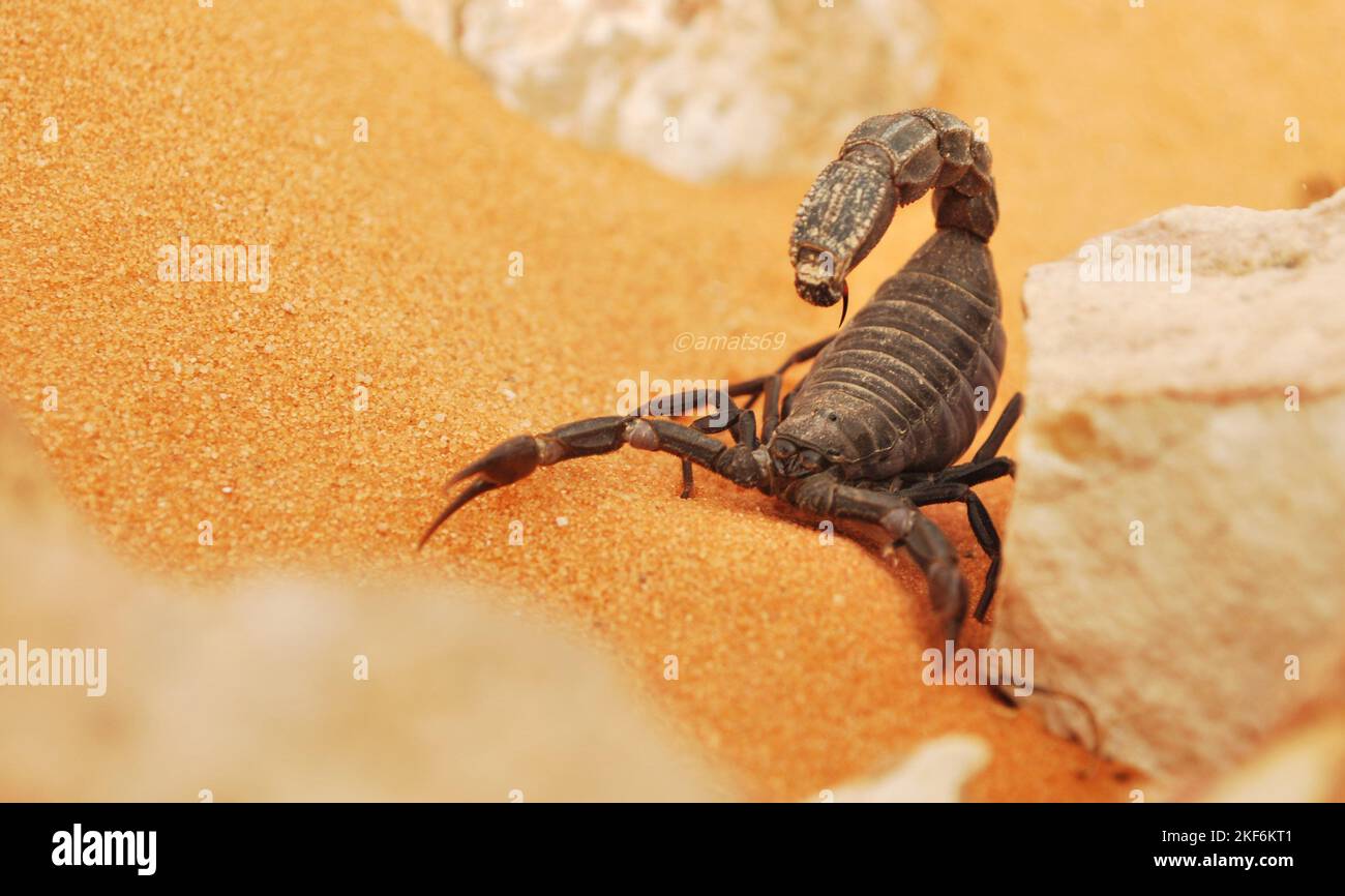 Scorpiones nero nel deserto dell'arabia Saudita Foto Stock
