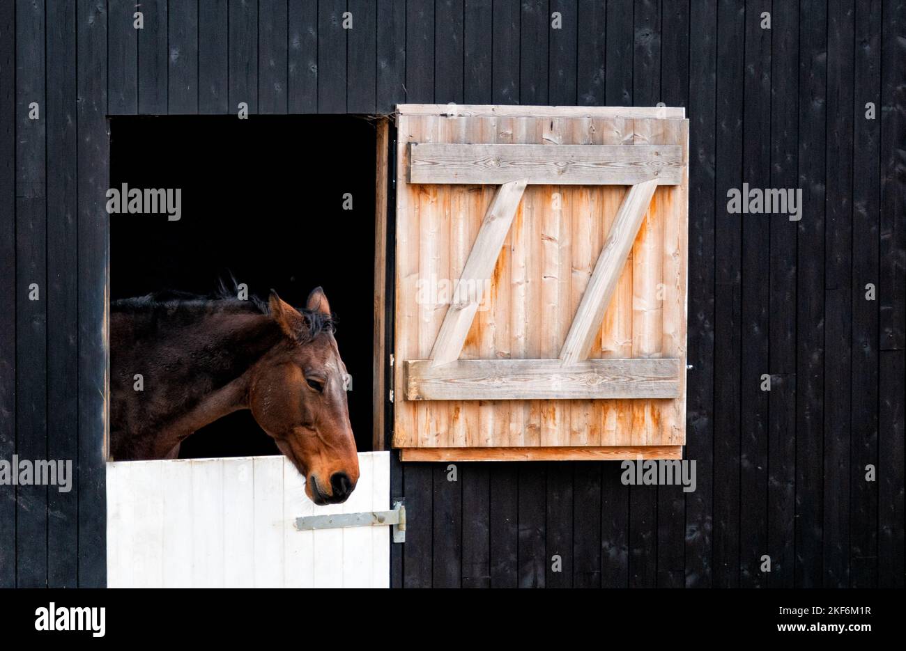 Cavallo che guarda fuori dalla porta stalla, Regno Unito Foto Stock