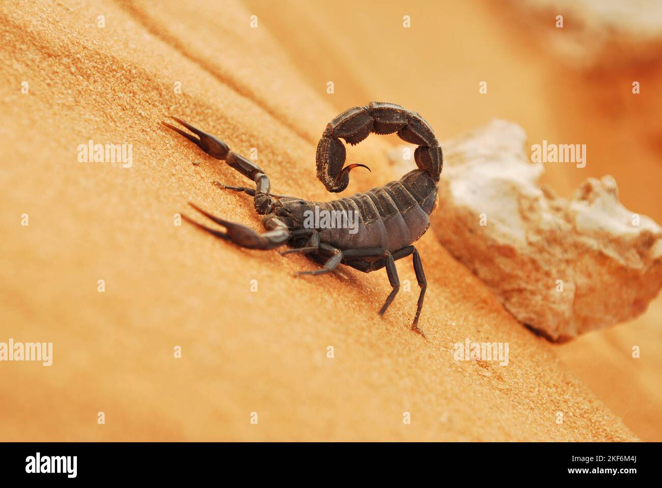 Scorpiones nero nel deserto dell'arabia Saudita Foto Stock