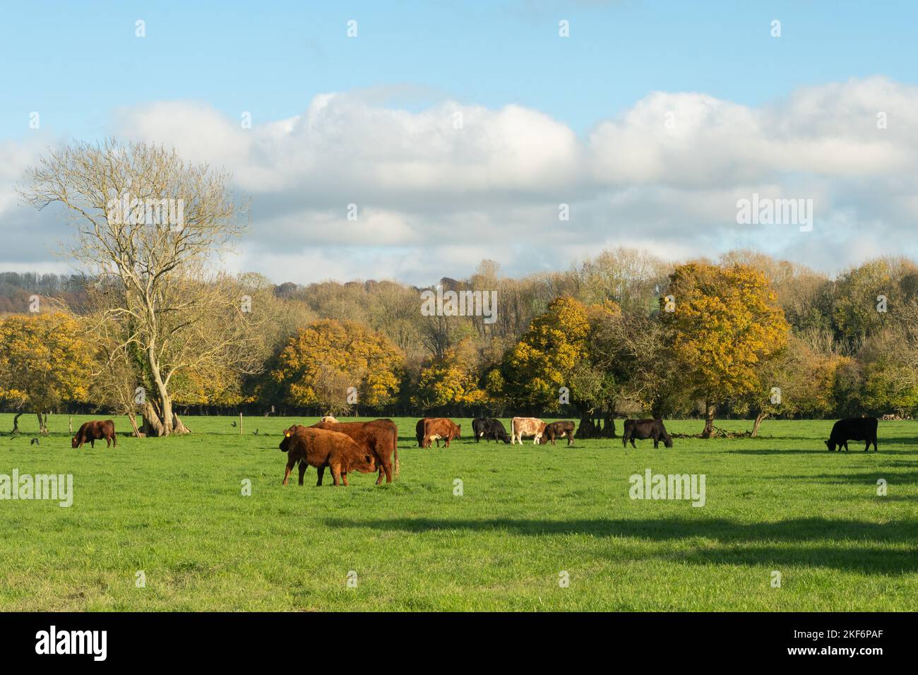 Bestiame pascolo in un campo del South Downs National Park in autunno o novembre, vicino a Exton, Hampshire, Inghilterra, Regno Unito Foto Stock