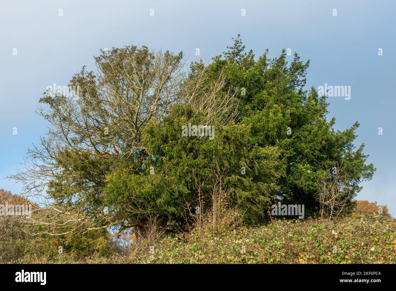 Albero di tasso che muore a Newlands Corner nelle colline di Surrey, Inghilterra, Regno Unito, autunno 2022. Yew alberi che muoiono di per motivo sconosciuto. Foto Stock