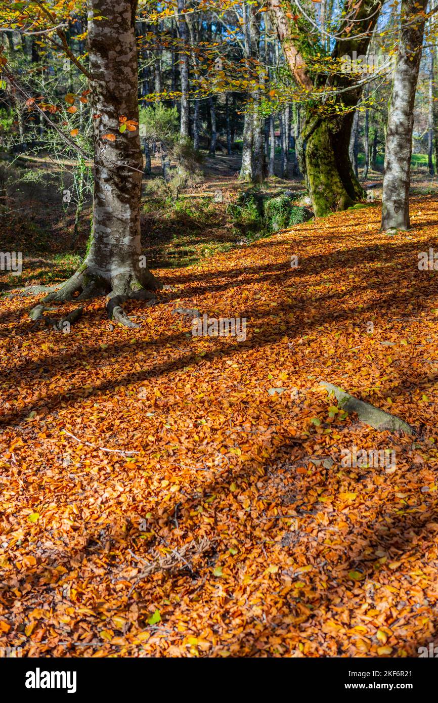 Foresta di autunno a Mata da Albergaria, Geres National Park, Portogallo Foto Stock