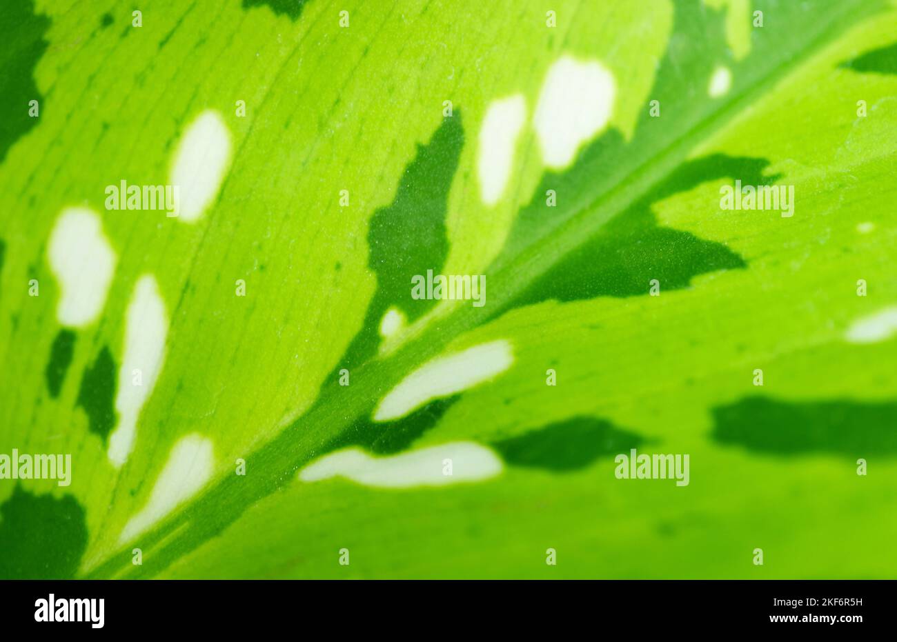 Foglia verde vibrante con bel motivo di giglio leopardo o pianta Dieffenbachia Foto Stock