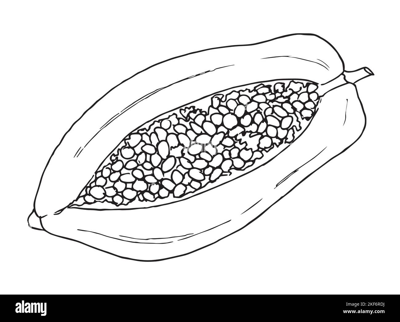 Disegno papaya. Illustrazione vettoriale disegnata a mano di frutta tropicale esotica dolce. Fetta di cibo asiatico tailandese in bianco e nero per dessert. Disegno su sfondo isolato in stile art line. Illustrazione Vettoriale