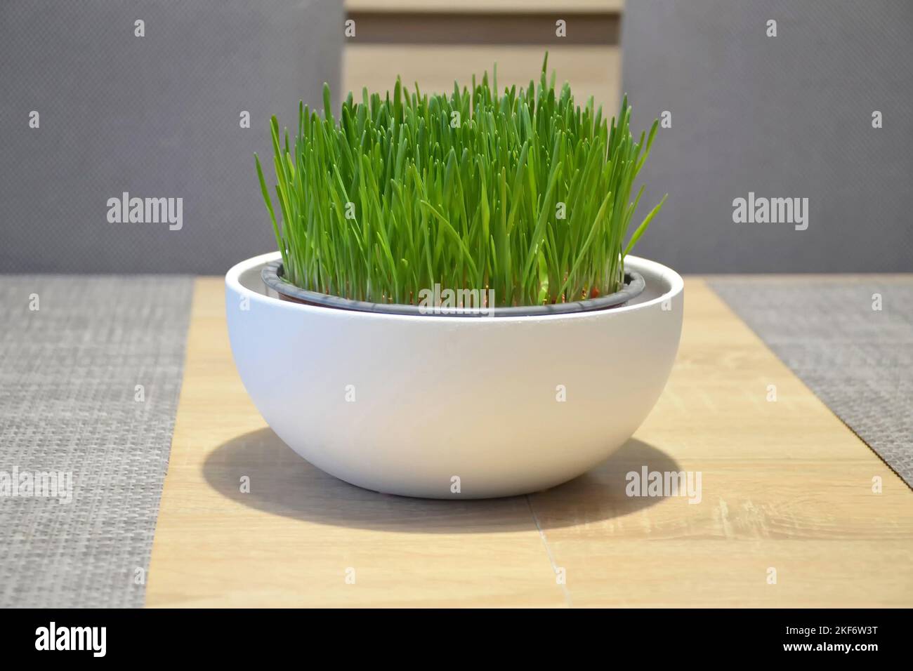 Erba di grano che cresce in pentola Foto Stock