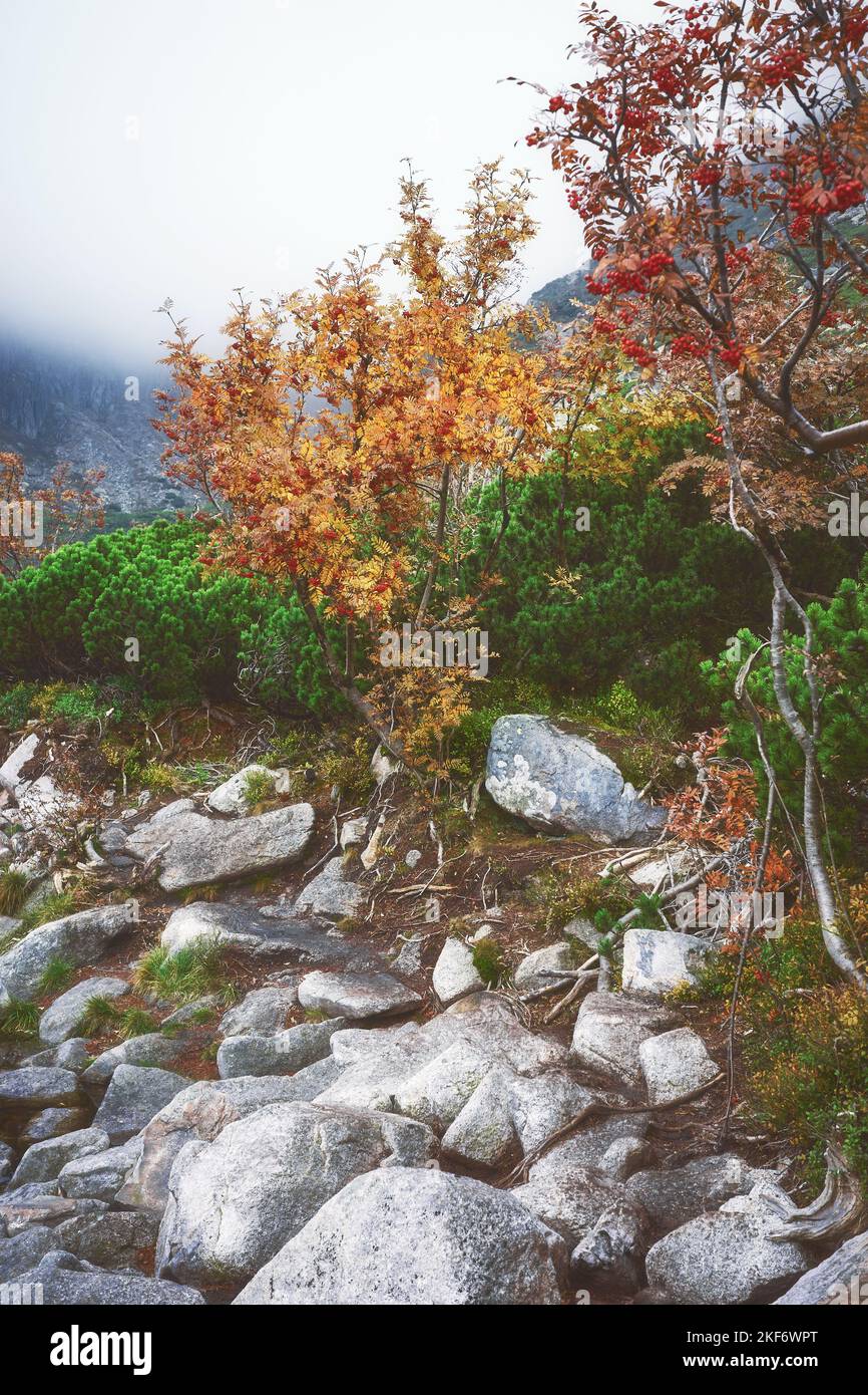 Sentiero di montagna in una giornata autunnale nebbiosa, tonalità cromatiche applicate, messa a fuoco selettiva. Foto Stock
