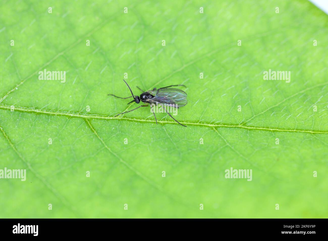 Gnat fungo dalle ali scure, Sciaridae su una foglia verde, questi insetti si trovano spesso all'interno delle case. Foto Stock