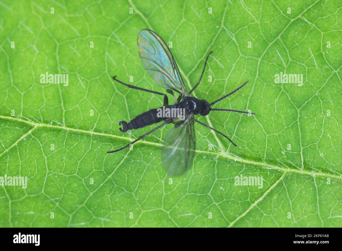 Gnat fungo dalle ali scure, Sciaridae su una foglia verde, questi insetti si trovano spesso all'interno delle case. Foto Stock