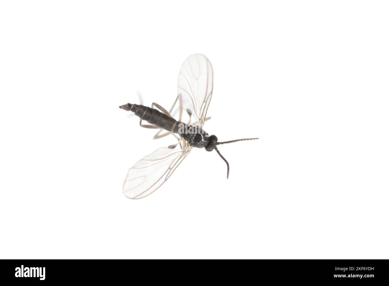 Gnat fungo dalle ali scure, Sciaridae isolati su sfondo bianco, questi insetti si trovano spesso all'interno delle case. Foto Stock