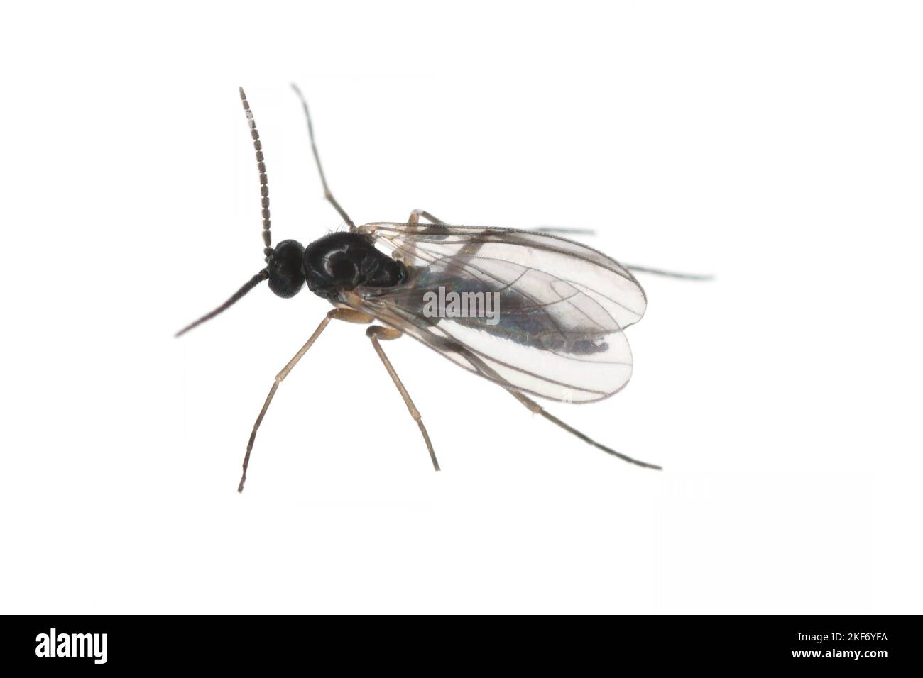 Gnat fungo dalle ali scure, Sciaridae isolati su sfondo bianco, questi insetti si trovano spesso all'interno delle case. Foto Stock