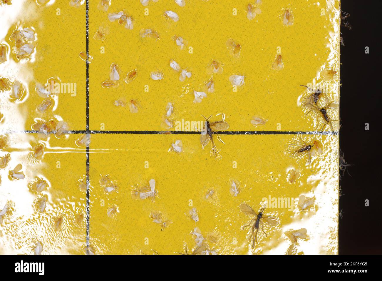 Gnats fungo scuro-alinged e mosche bianche sono bloccati su una trappola appiccicosa gialla. Le whiteflies intrappolate e Sciaridae volare appiccicoso in una trappola. Foto Stock