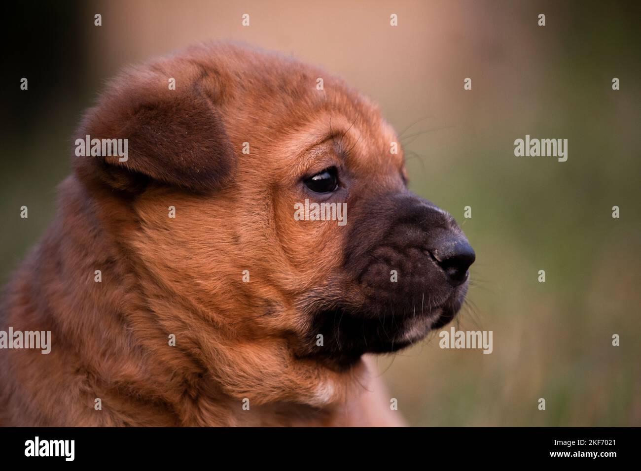 Faccia in primo piano di un cucciolo bello o daog con bello sfondo sfocato Foto Stock