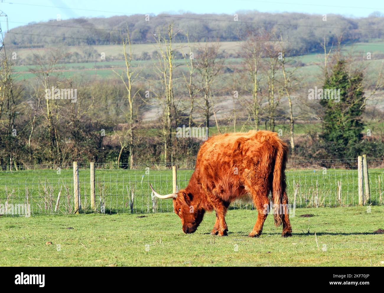 Pascolo di vacca delle Highland singole. Pelliccia marrone e corna lunghe. Foto Stock