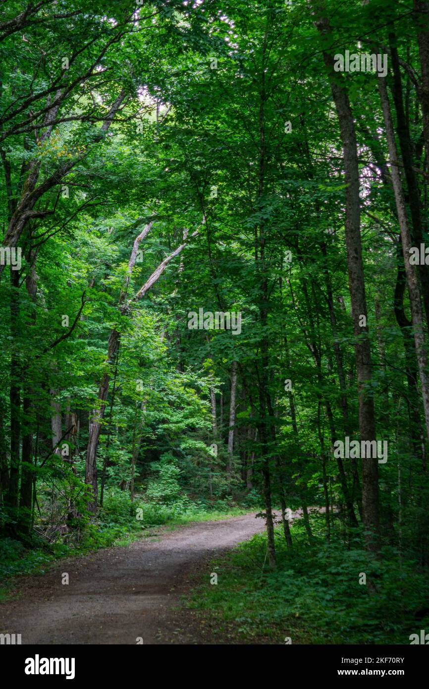 Arrowhead Provincial Park, Ontario, Canada - sentiero per escursionisti attraverso la lussureggiante foresta Foto Stock