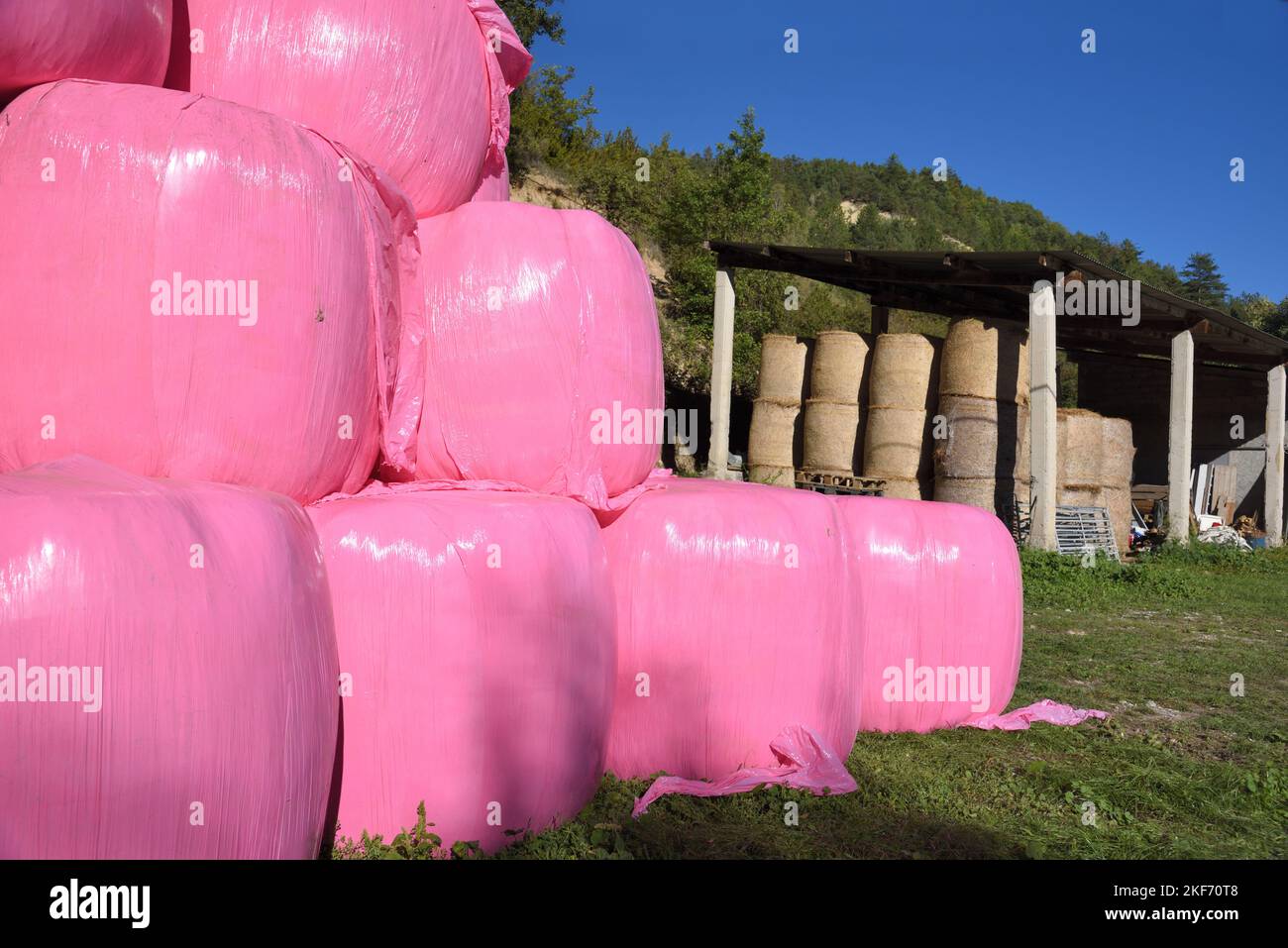 Balle di fieno rosa o balle di paglia ricoperte in plastica rosa scioccante o politene e fienile di fienile in fattoria nelle Alpi dell'alta Provenza Francia Foto Stock