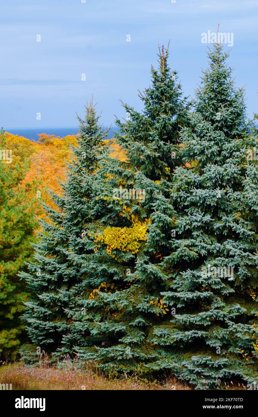 Gli alberi di abete rosso crescono lungo il confine del Grand View LandTrust Park con il colore autunnale sulla scogliera di Ellison Bay sullo sfondo, Door County, Wisconsin Foto Stock